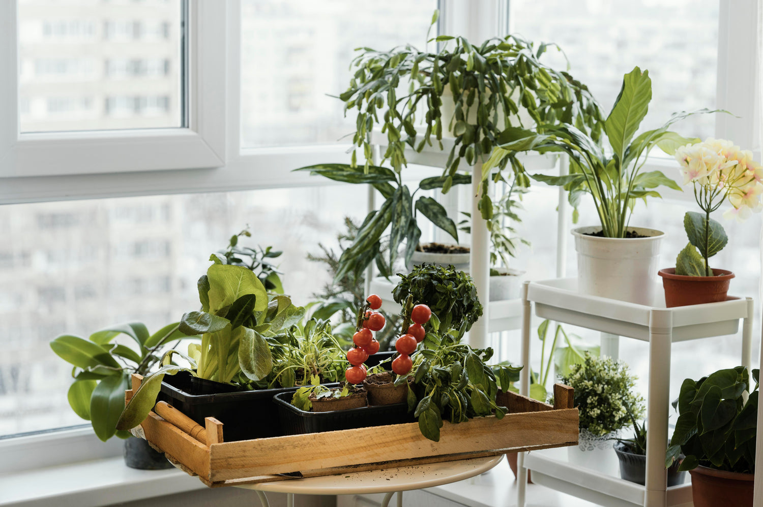 Indoor Herb Gardens